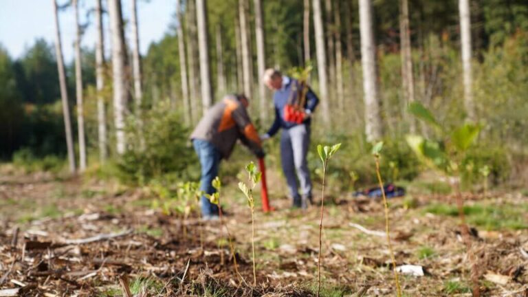 Junge Setzlinge bei der Aufforstung durch PLANT-MY-TREE Stiftung in einem deutschen Wald