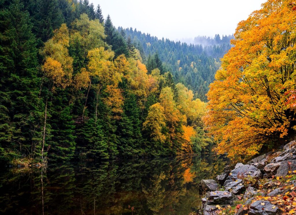 Junger Mischwald der PLANT-MY-TREE Stiftung in Deutschland