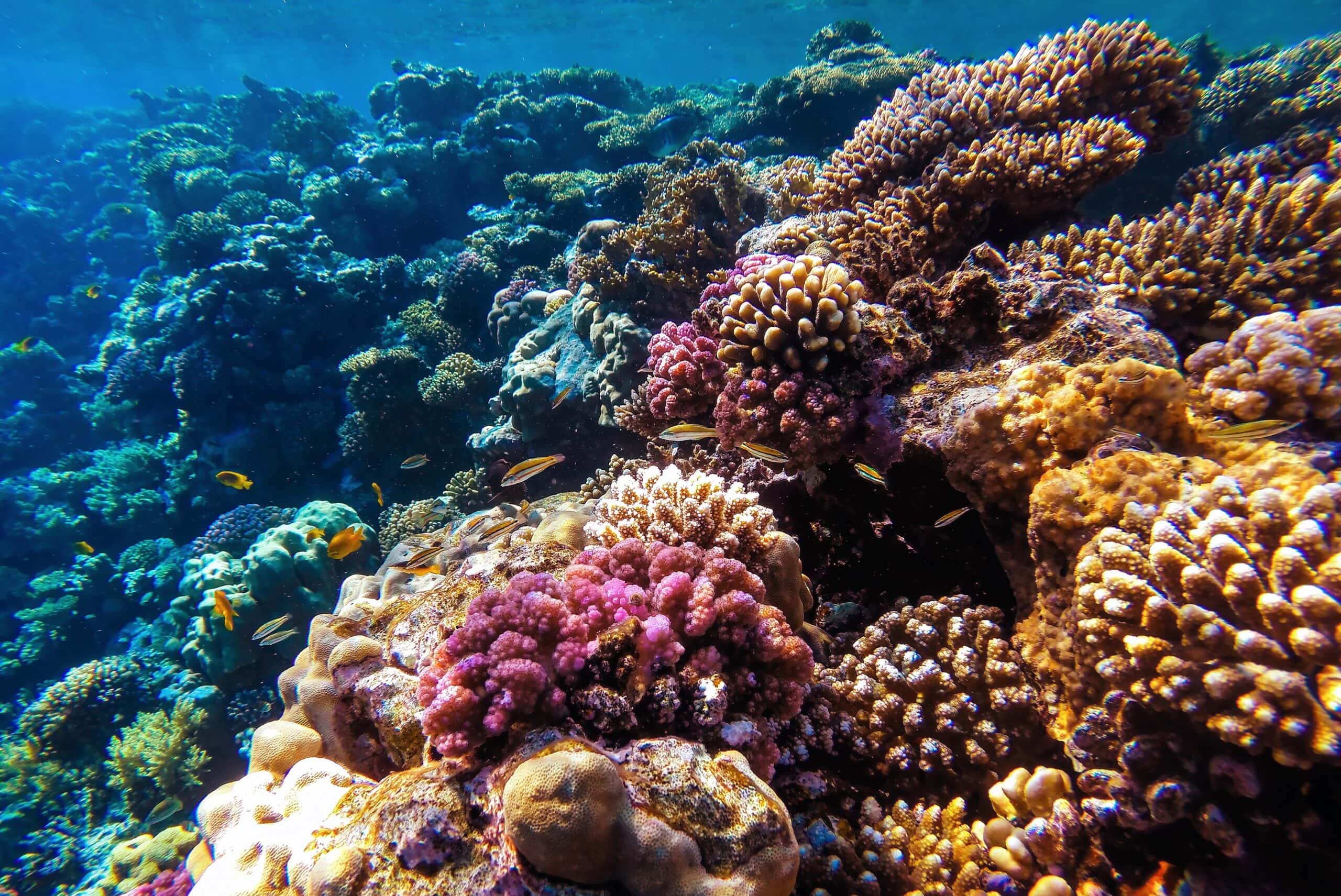 Klimaresistente Korallen für geschädigte Riffe