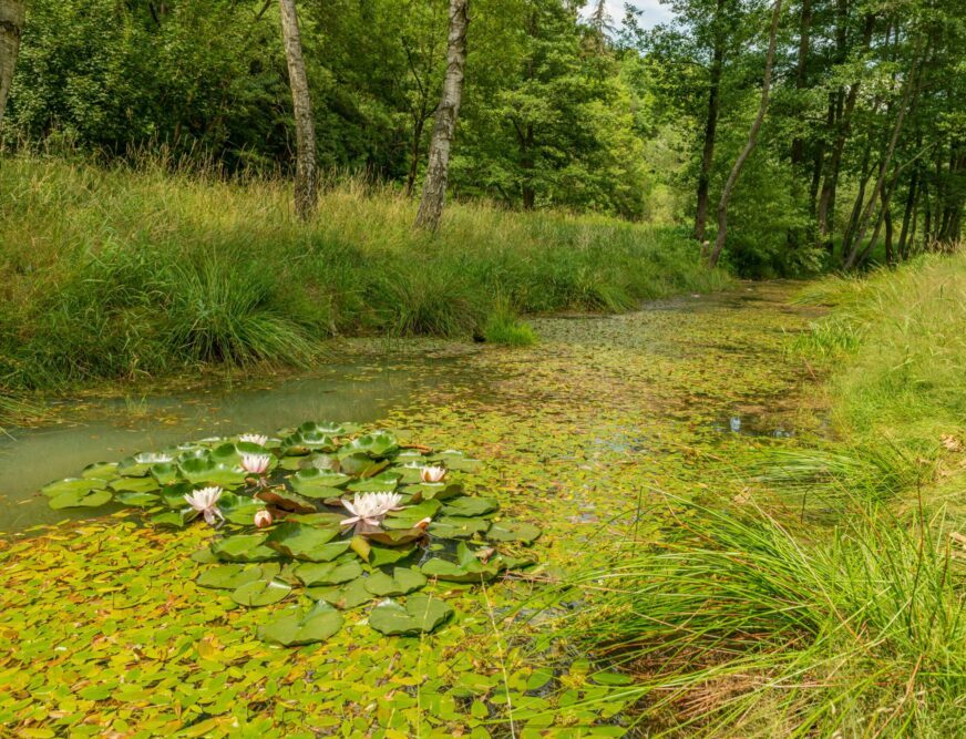Naturnaher Amphibienteich als Lebensraum für Frösche und Molche