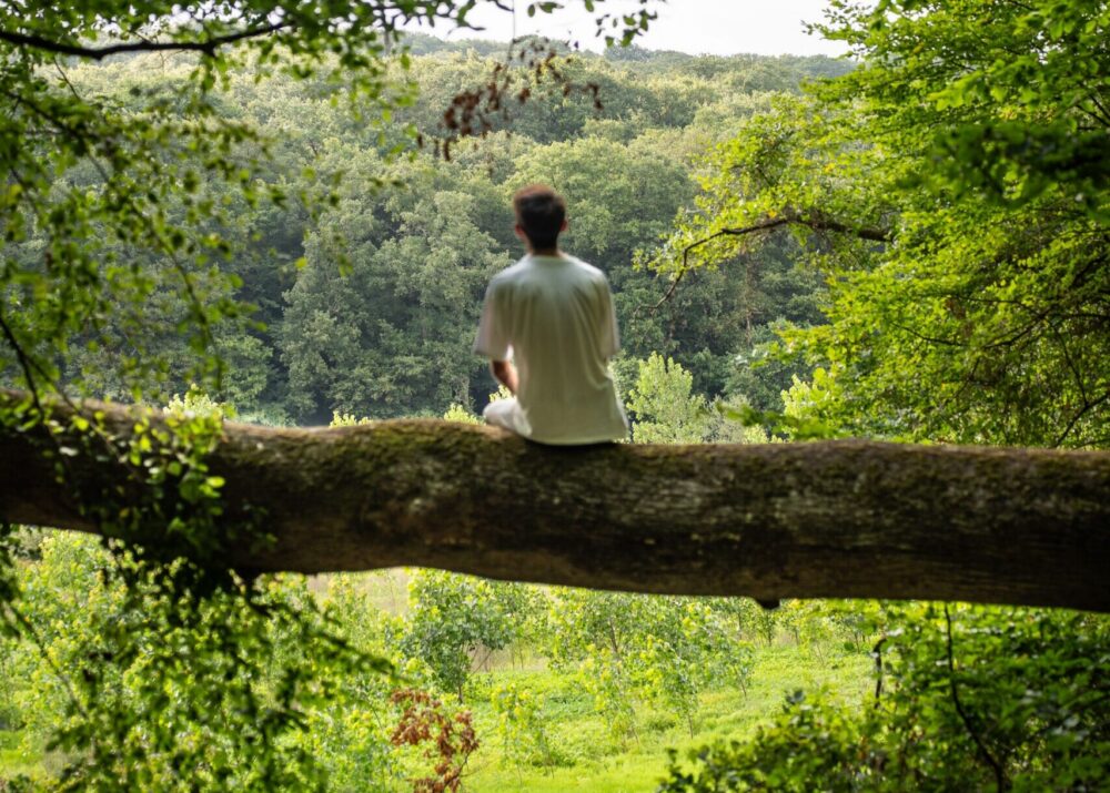 Aufforstung eines heimischen Mischwaldes