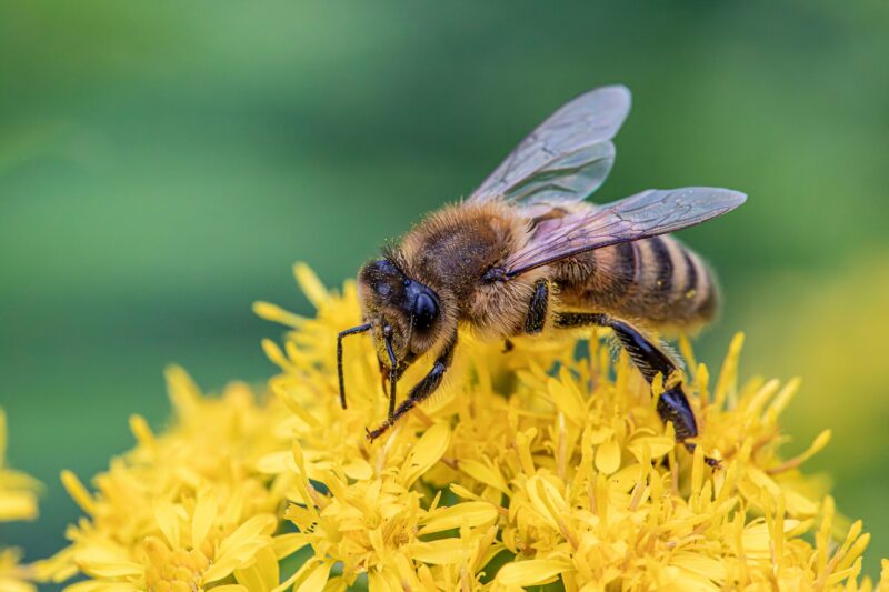 Bienenbäume für Wildbienen