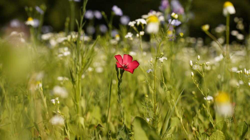 Blühende Wildblumenwiese für Bienen und Insekten