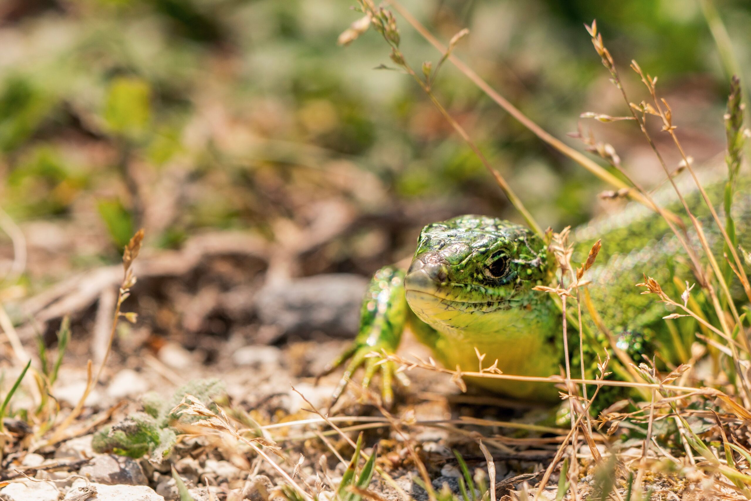 Naturnaher Rückzugsort für Reptilien